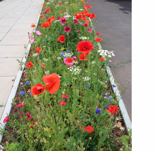 Wild flowers in bloom 2