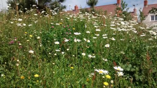 meadow in may