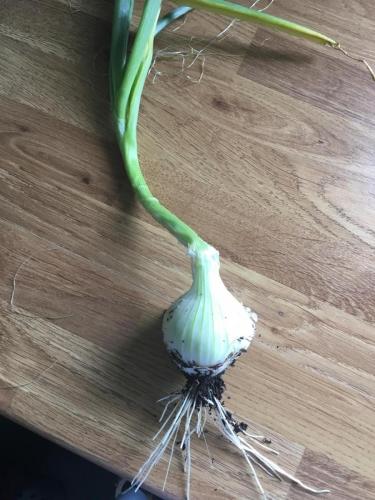 Glens Garlic