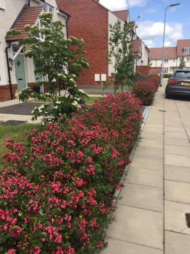 Loftus lane hedge