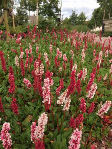 Persicaria 3