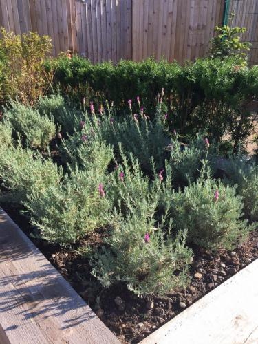 lavender in nursery