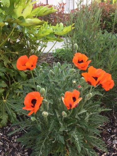 orange poppies