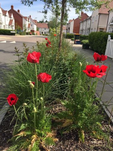 poppies