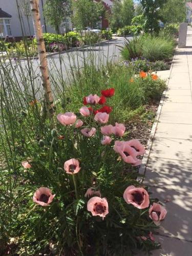 poppys in street