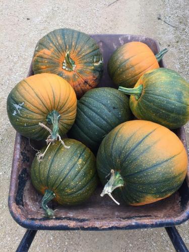 pumpkin harvest