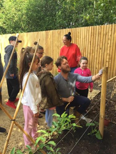 pumpkin planting 3