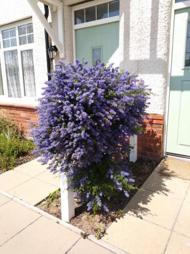 Ceanothus