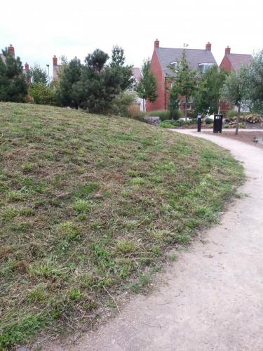 meadow after cut